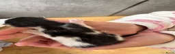 Mixed Breed cats for sale: Beautiful kittens  - Advert 5