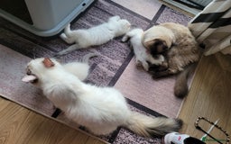 Ragdoll cats for sale: ✨ Pedigree Ragdoll Kittens – Ready to Reserve! ✨ - Image 5
