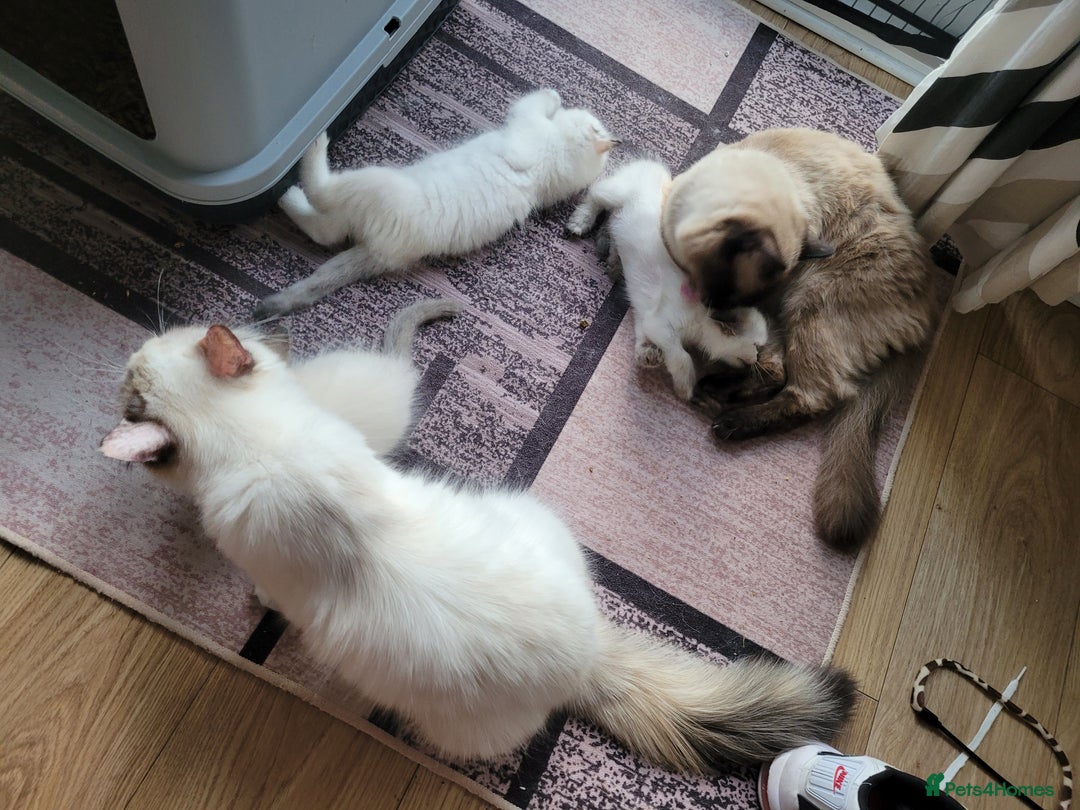 Ragdoll cats for sale: ✨ Pedigree Ragdoll Kittens – Ready to Reserve! ✨ - Image 5