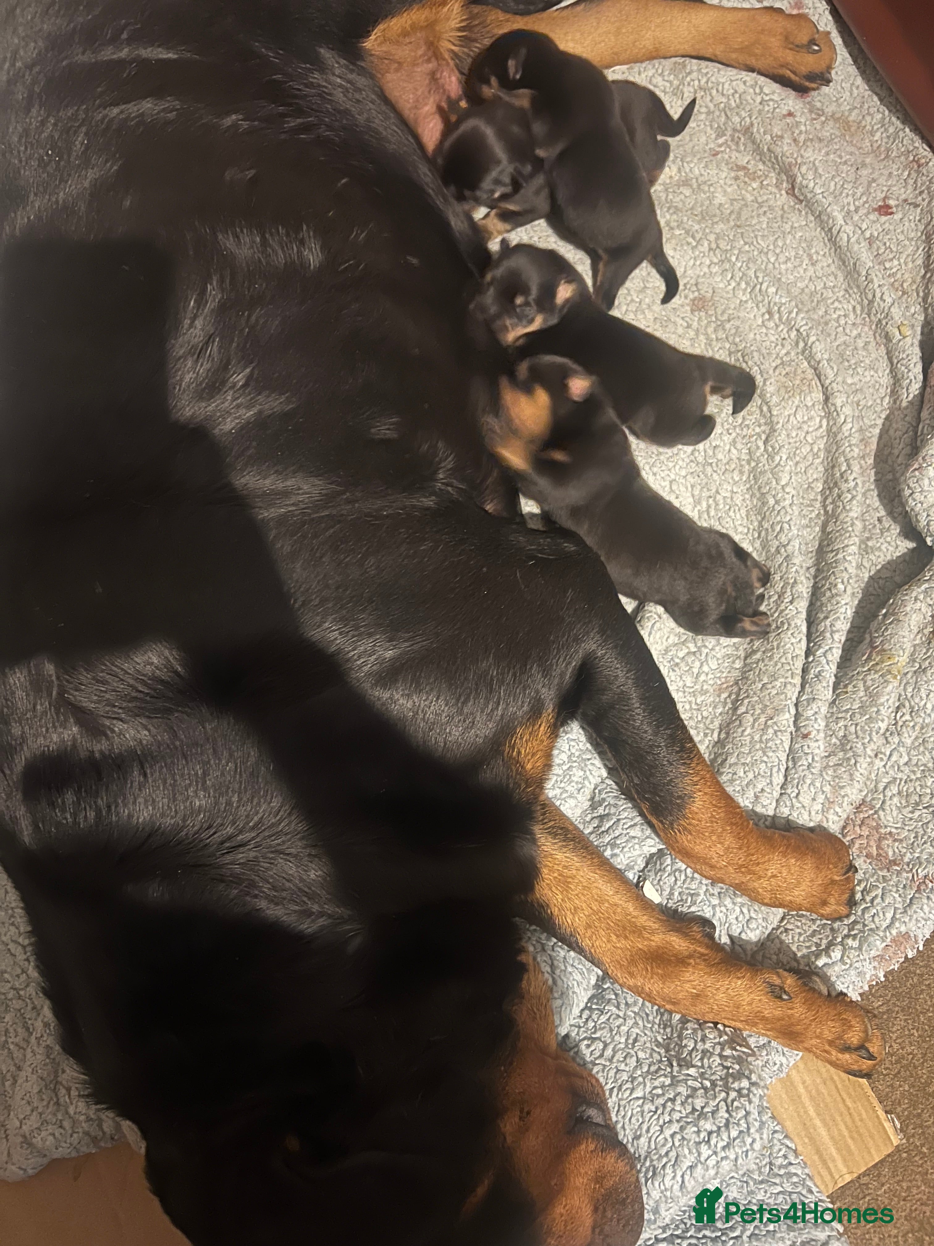 Rottweiler dogs Rottie puppies - Advert 1