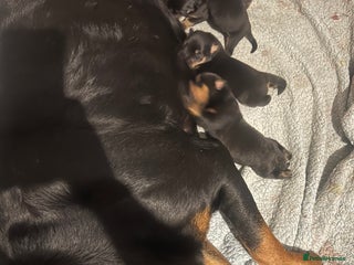 Rottweiler dogs Rottie puppies - Advert 1