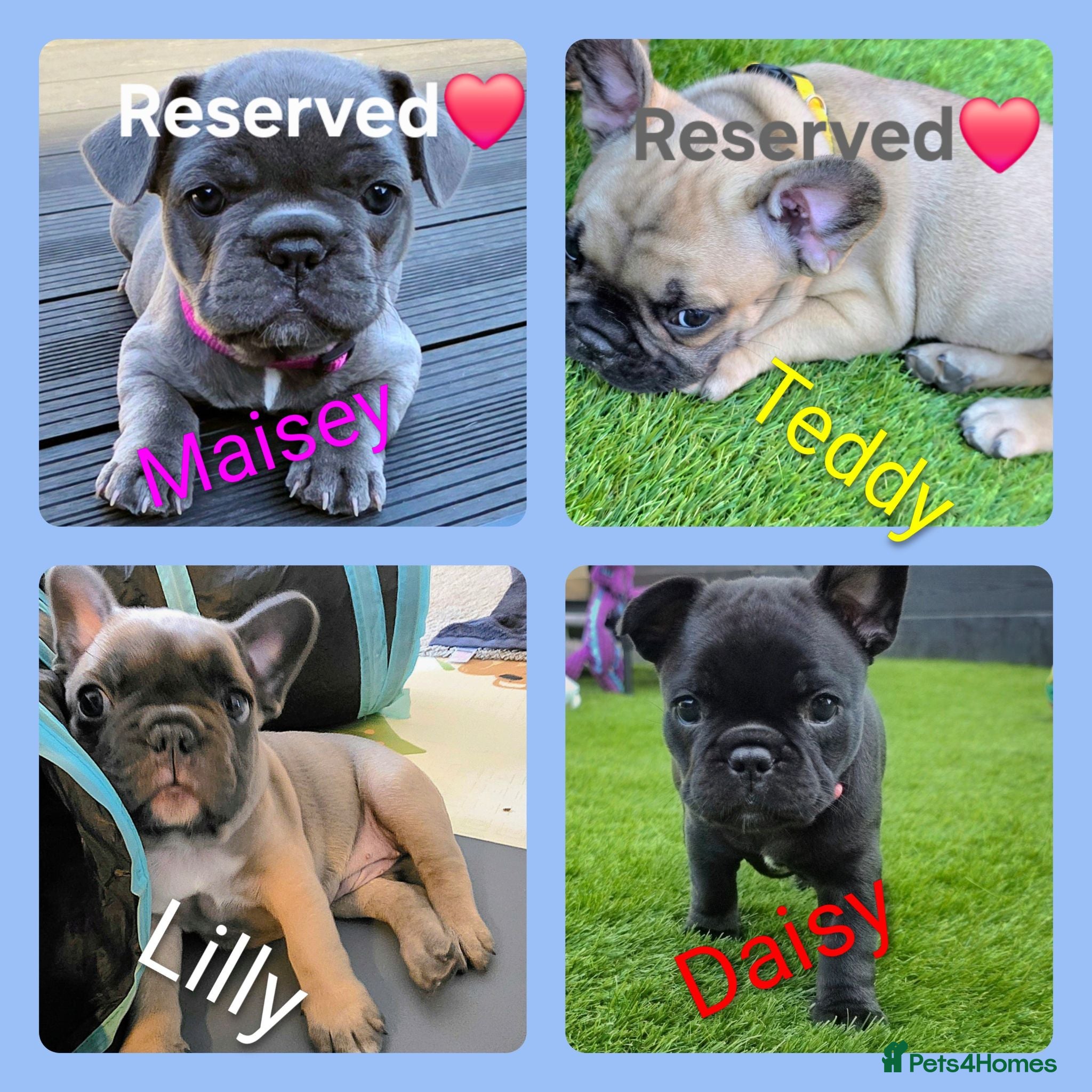 French Bulldog dogs ✨️Exceptional Quality French Bulldog Puppies ✨️ - Advert 8