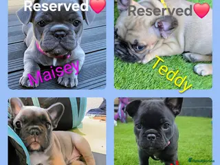 French Bulldog dogs ✨️Exceptional Quality French Bulldog Puppies ✨️ - Advert 8