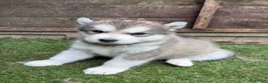 Alaskan Malamute 2