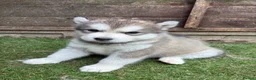 Alaskan Malamute dogs for sale: Pure bred Alaskan malamute puppies for sale £1200 - Advert 7
