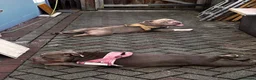 American Bully dogs for sale: 2 sweeties need forever home! - Advert 2