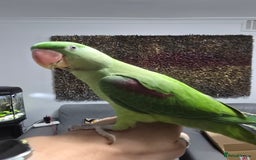 Parrots birds for sale: Alexander Hand Reared 16 weeks old - Image 1