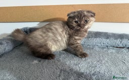British Shorthair cats for sale: BSH x SF show quality kittens (REDUCED) - Image 22