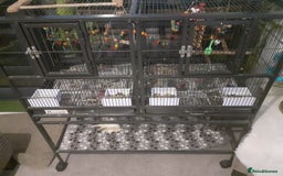 Ringnecks birds for sale:  Ringneck parrot with 2 of his toys and his cage  - Image 2