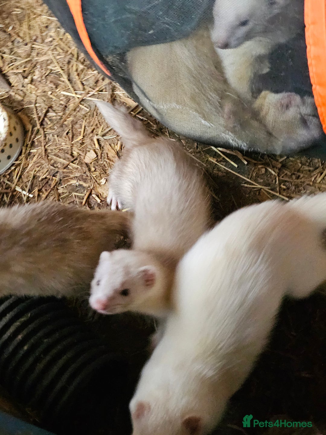 Ferret rodents for sale: Adult ferrets  angora - Image 3