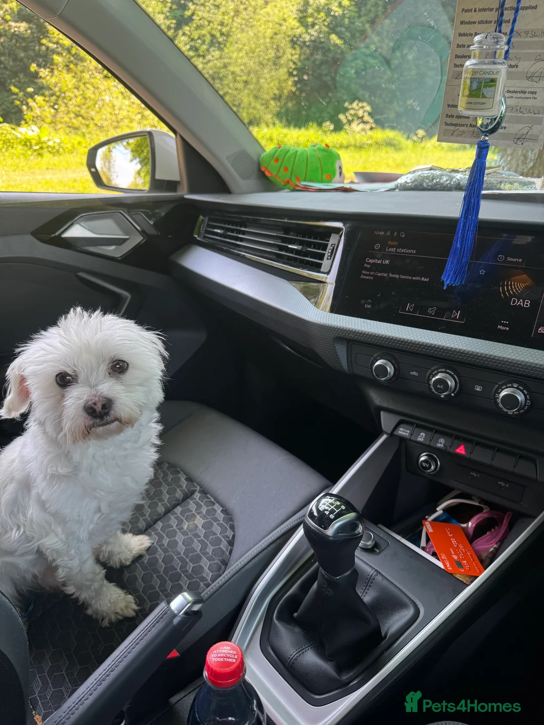 Bichon Frise dogs for sale: 🐾💕🩵Puppies looking for their forever homes!🏡🤍 in Shrewsbury - Advert 15