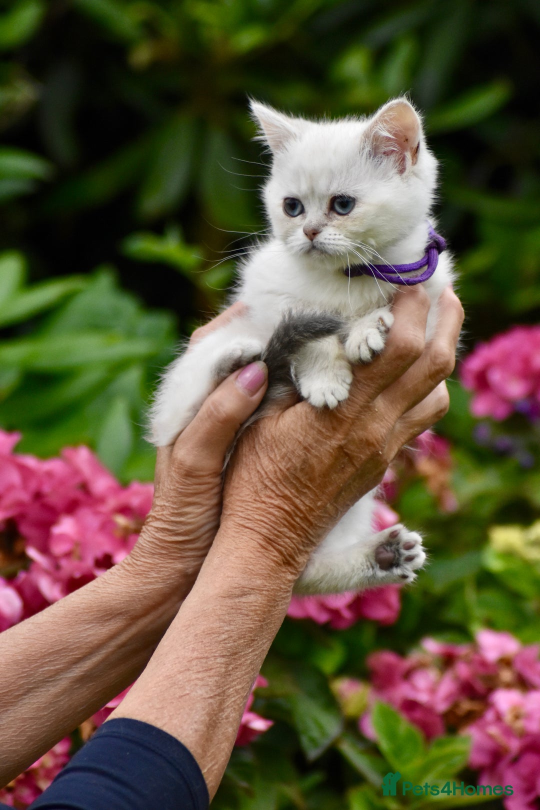 British Shorthair cats for sale: Champion sired Golden Colourpoint Kittens  - Image 19