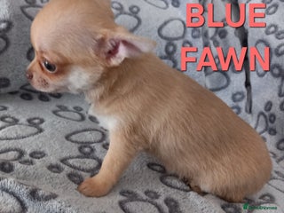 Chihuahua dogs - Advert 24