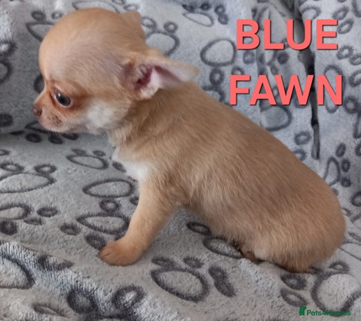 Chihuahua dogs - Advert 2