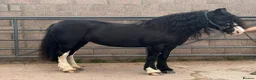 Irish Cob horses for sale: Mary the mothers dream - Loveable family member  - Advert 2