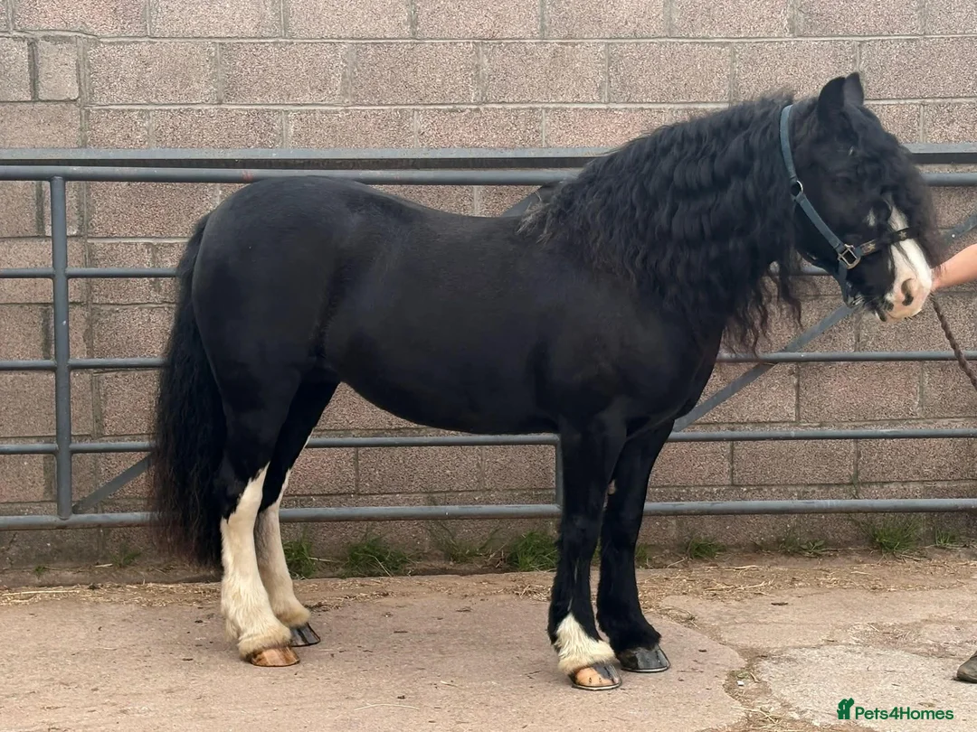 Irish Cob horses for sale: Mary the mothers dream - Loveable family member  - Advert 2