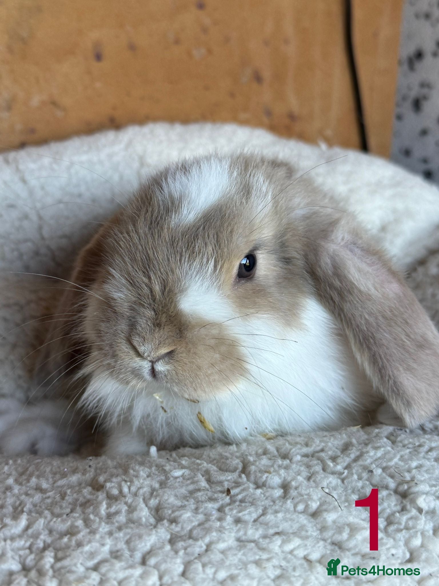 French Lop rabbits Purebred French Lop baby rabbits for sale  - Advert 10
