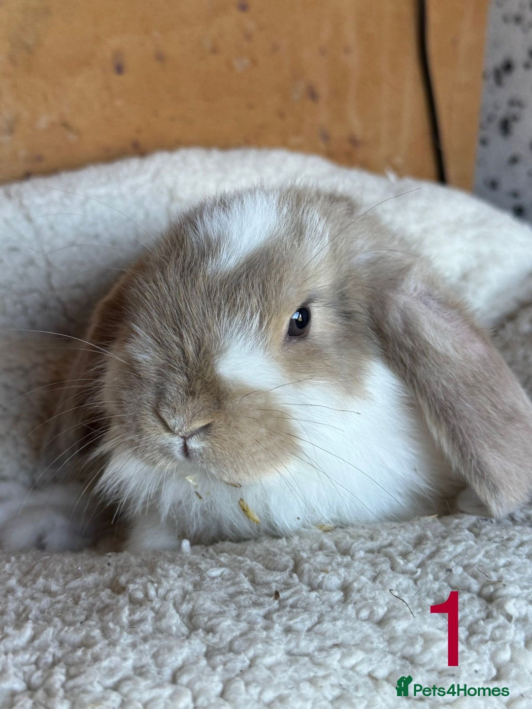 French Lop rabbits for sale: Purebred French Lop baby rabbits for sale  - Advert 1