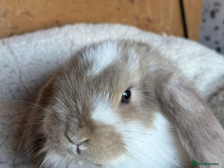 French Lop rabbits Purebred French Lop baby rabbits for sale - Advert 2