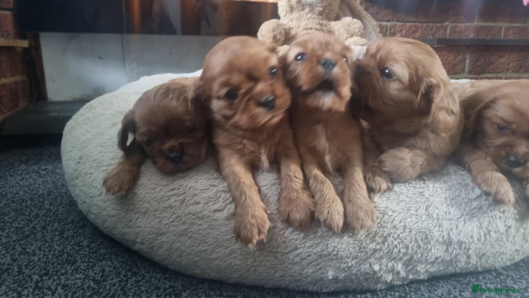 Cavalier King Charles Spaniel dogs for sale: Beautiful toy ruby King charles cavalier puppies. - Advert 1