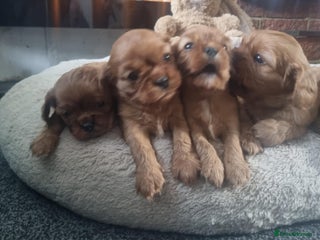 Cavalier King Charles Spaniel dogs Beautiful ruby King charles cavalier puppies. - Advert 2