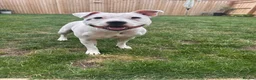 Staffordshire Bull Terrier dogs for sale: 4.5 year old Male Staffordshire bull terrier  - Advert 3
