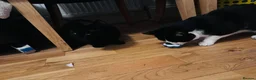 Mixed Breed cats for sale:  **  2 boys in Leeds - Advert 5
