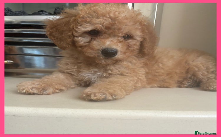 Maltipoo dogs - Advert 3