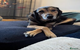 Mixed Breed dogs for adoption: Have you got the dedication to save this soul ? - Image 3