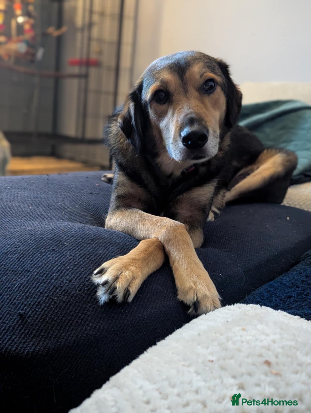 Mixed Breed dogs for adoption: Have you got the dedication to save this soul ? - Image 3