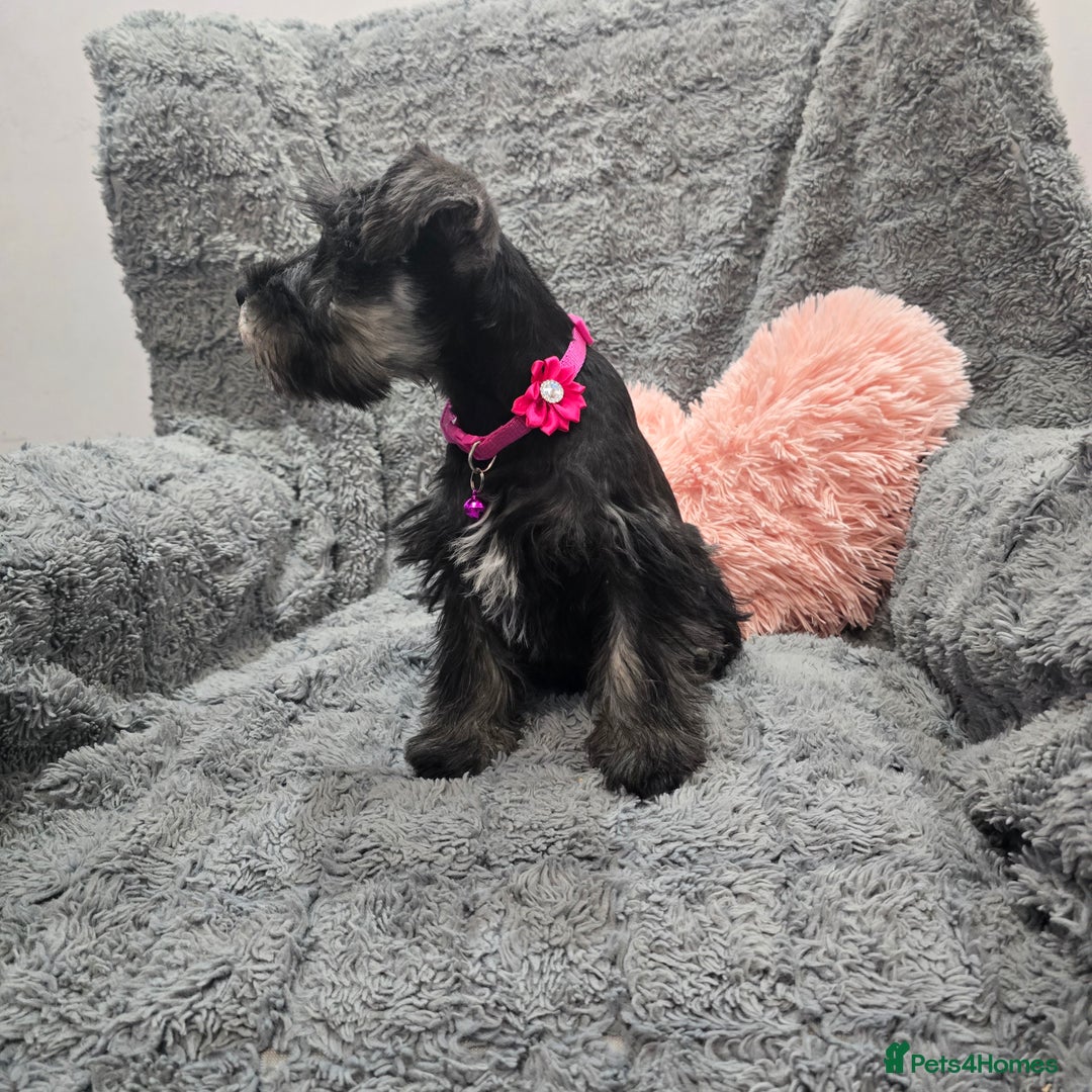 Miniature Schnauzer dogs for sale: Salt&pepper Miniature Schnauzer girl. READY NOW ‼️ - Image 4
