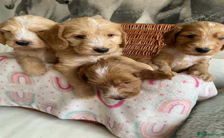 Labradoodle dogs - Advert 3