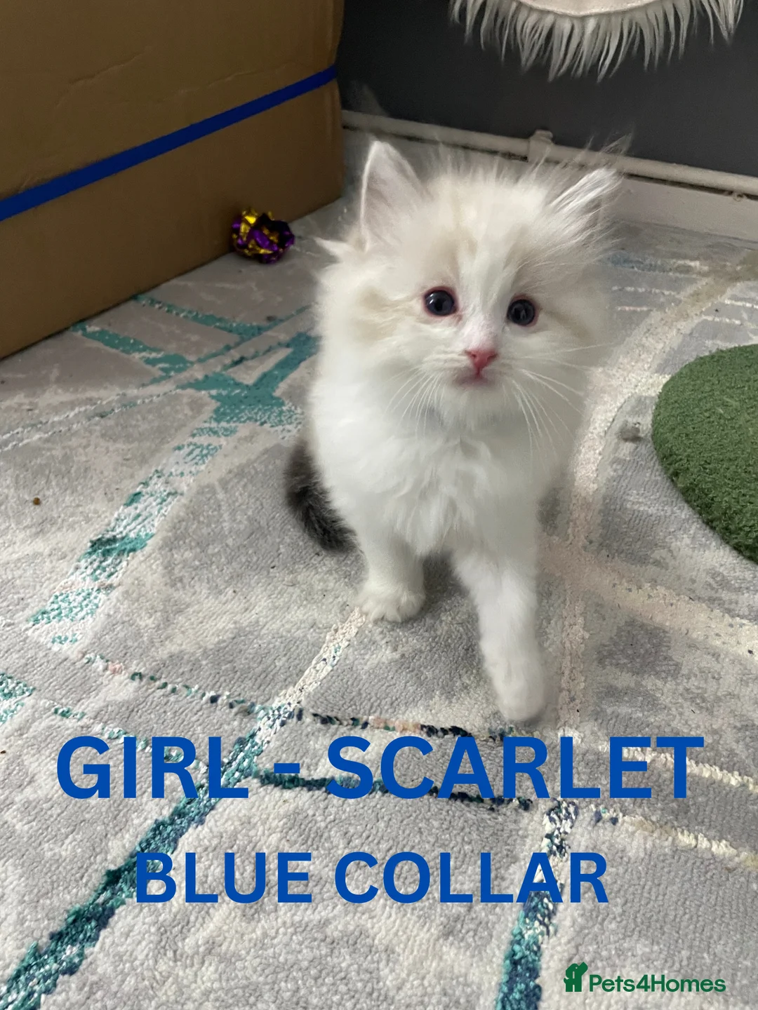 Ragdoll cats for sale: 4 lovely Blue Lynx Bicolour Ragdolls Kittens - Advert 14