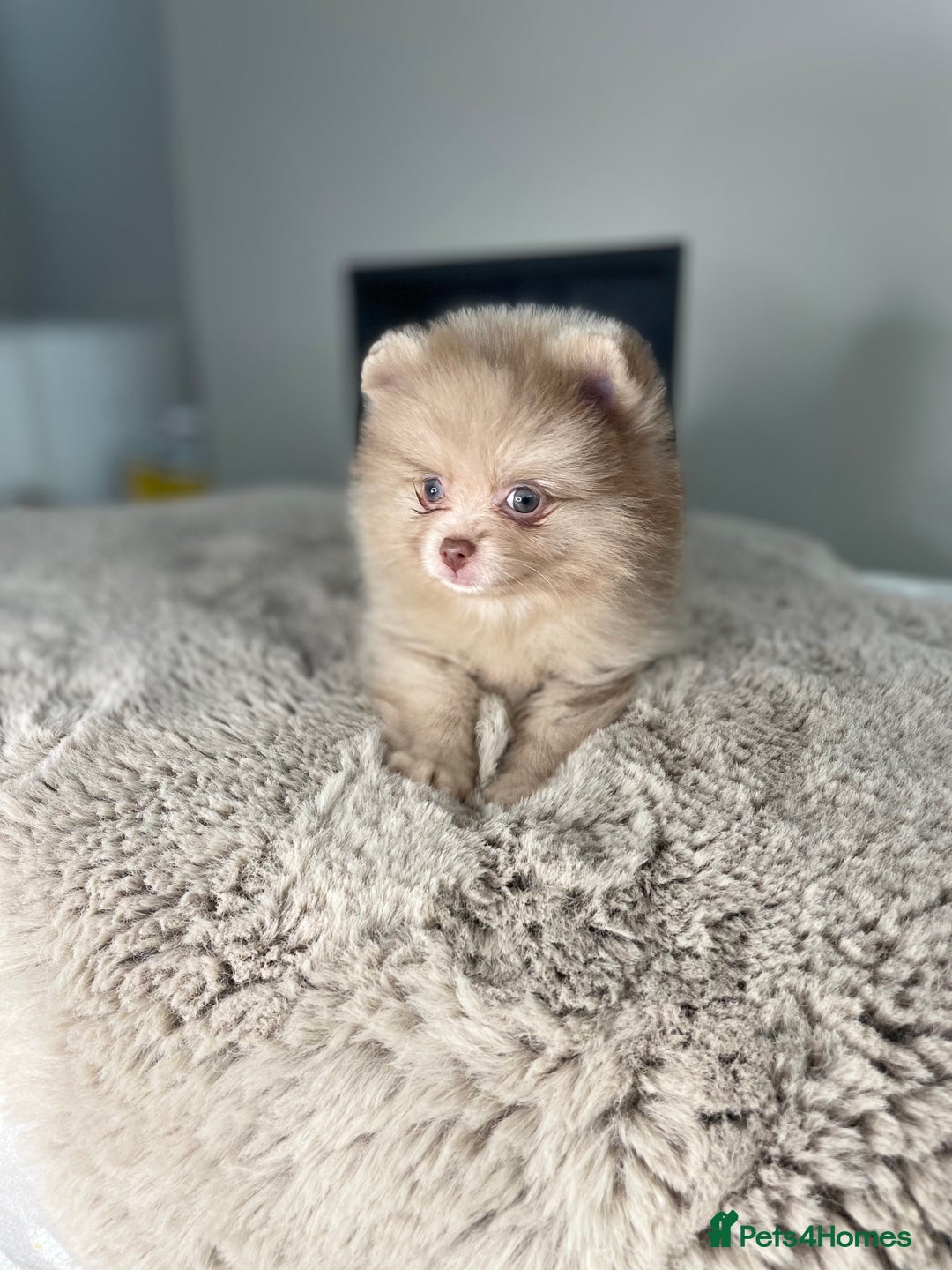 Pomeranian dogs for stud: 💜🧡Lilac & tan KC stud Benji champions in line  in Guildford - Image 29