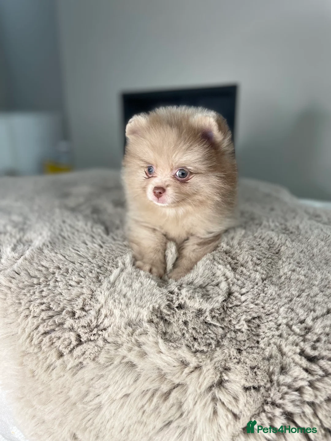 Pomeranian dogs for stud: 💜🧡Lilac & tan KC stud Benji champions in line  in Guildford - Advert 29