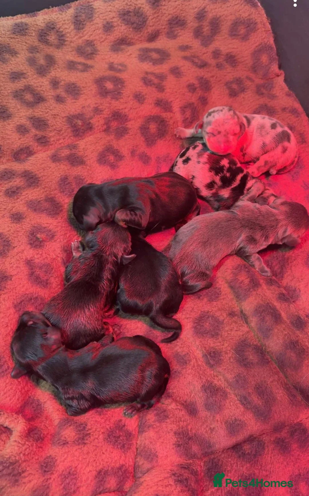 Miniature Dachshund dogs for sale: Dachshund Puppies Ready To Leave  - Advert 9