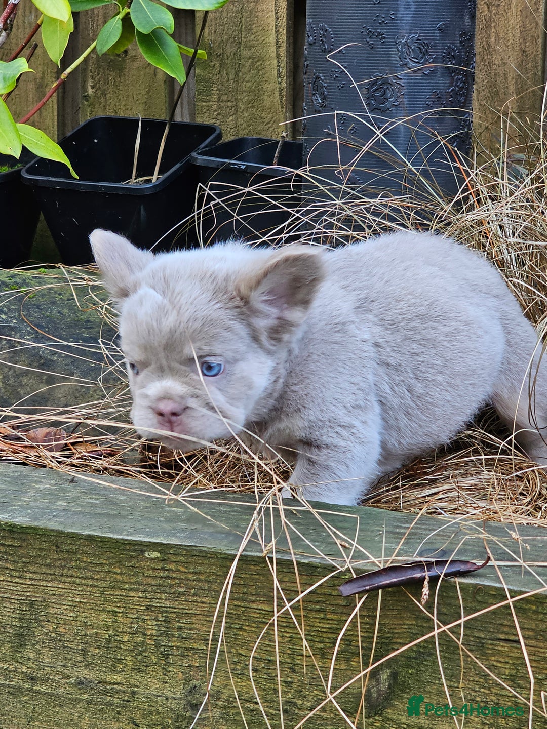 French Bulldog dogs for sale: French bulldog pups isabella and tan fluffy  - Advert 4