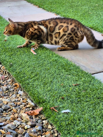 Bengal cats - Advert 3