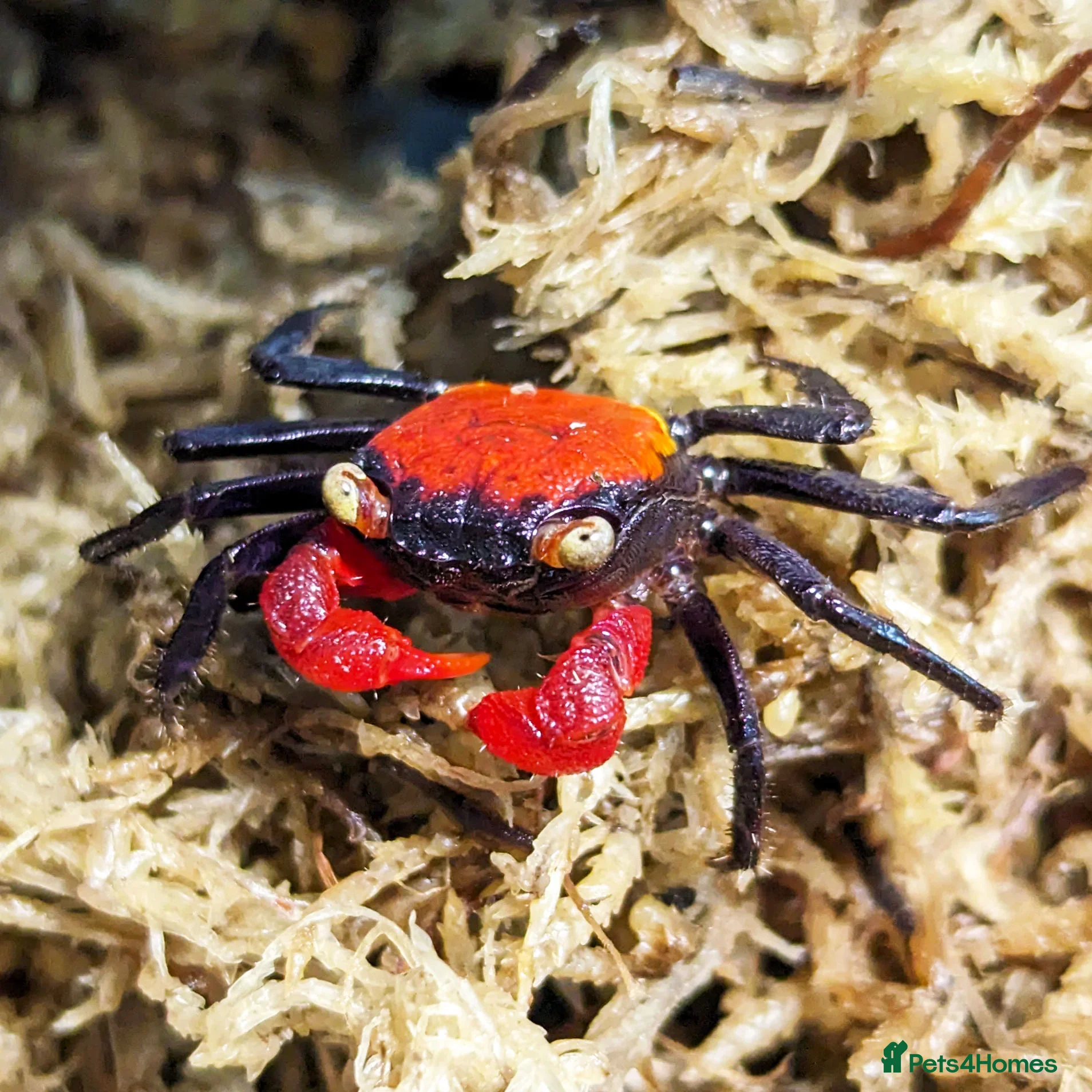 Mixed Breed invertebrates Tarantulas, Scorpions, Mantises, Isopods  - Advert 2