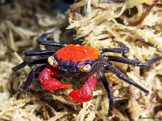 Mixed Breed invertebrates Tarantulas, Scorpions, Mantises, Isopods - Advert 9