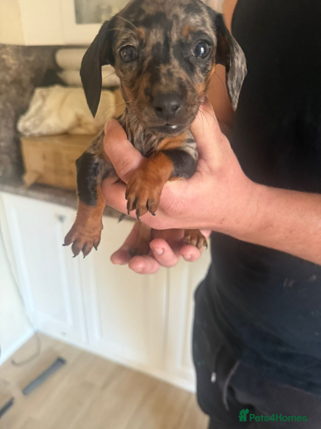 Dachshund dogs for sale: Dachshund puppies - Image 2