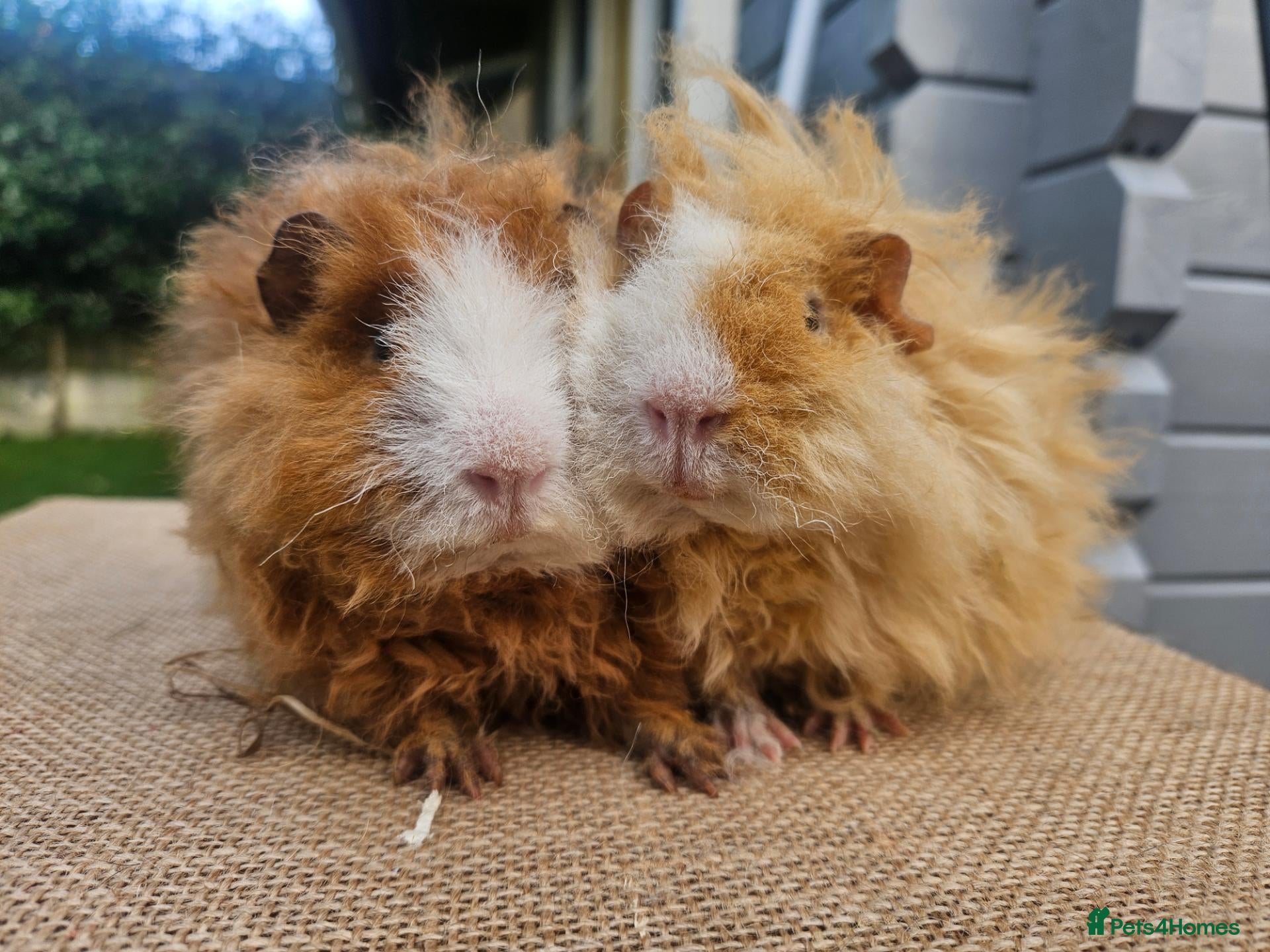 Guinea Pig rodents Pairs of Male Guinea Pigs ready to leave now  - Advert 1