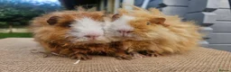 Guinea Pig rodents for sale: Pairs of Male Guinea Pigs ready to leave now  - Advert 1