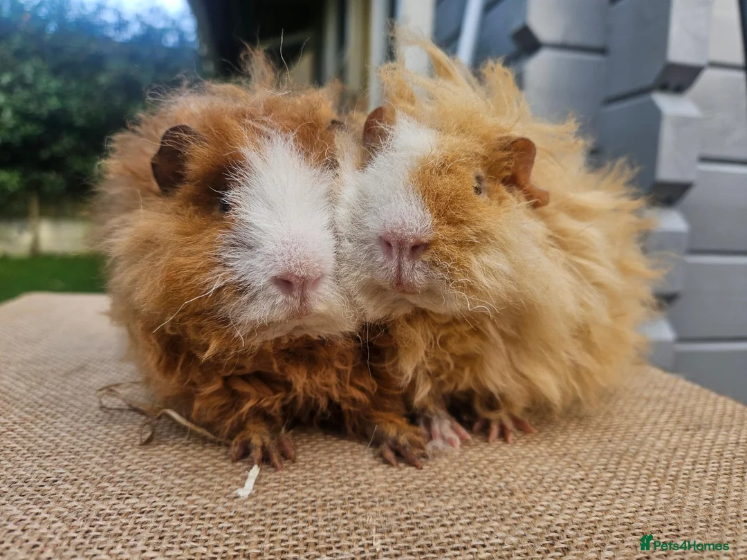 Guinea Pig rodents for sale: Pairs of Male Guinea Pigs ready to leave now  - Advert 1