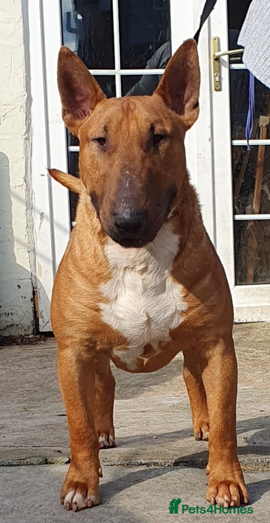 English Bull Terrier dogs Proven Bull Terrier studs - Advert 4