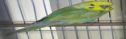 Budgerigars birds for sale: Budgies for sale bonded pair  - Advert 2