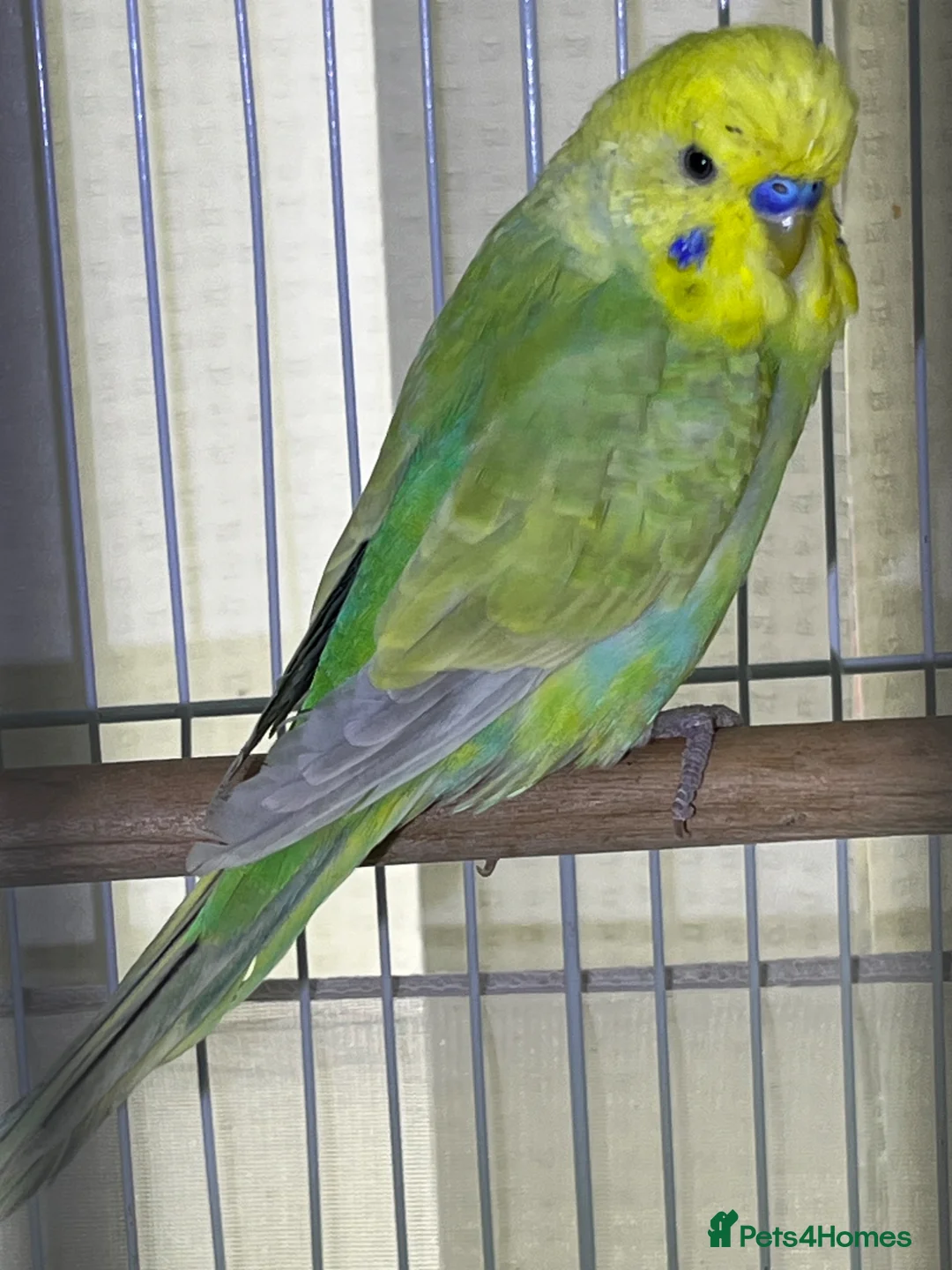 Budgerigars birds for sale: Budgies for sale bonded pair  - Advert 2