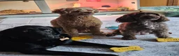 Sproodle dogs for sale: Beautiful Sproodle pups - Advert 7