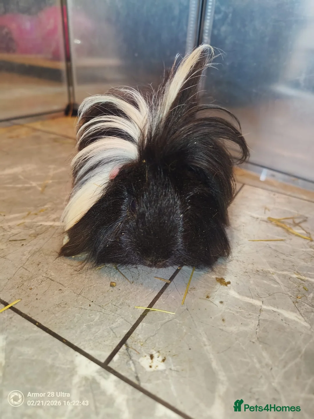 Guinea Pig rodents for sale: A very sad rehoming due to relocation no pets - Advert 4