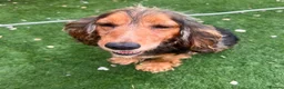 Cocker Spaniel dogs for sale: Kc registered Show cocker spaniels for sell - Advert 7